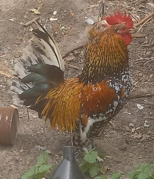 groot toom sabelpoten, Dieren en Toebehoren, Pluimvee, Kip, Meerdere dieren