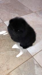 Pomeriaan pup mini reutje, België, Particulier, Keeshond, Reu