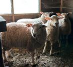 Swifter schapen, Dieren en Toebehoren, Schapen, Geiten en Varkens, Meerdere dieren, Schaap