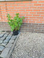 Citroenmelisse plant, Tuin en Terras, Ophalen, Vaste plant, Bloeit niet, Halfschaduw