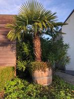 Mooie winterharde Palmboom Trachycarpus Fortunei 275/330cm, Halfschaduw, 250 tot 400 cm, Zomer, Palmboom