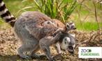 Zoo antwerpen of plankendeal