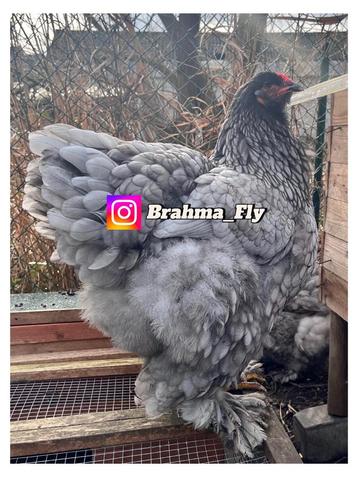 Œufs à incuber Brahma GROOTHOENDER BLUE, Sexe inconnu, Poule ou poulet