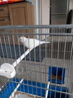 Mooie witte kanarie vrouwelijke, Dieren en Toebehoren