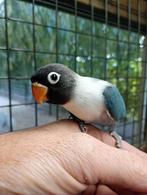Blauwe personata, Dieren en Toebehoren, Vogels | Duiven