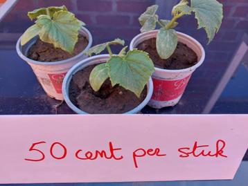 Bio komkommer planten à 50 cent per stuk, Tuin en Terras, Ophalen