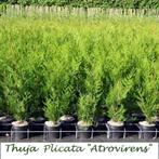 CONIFÈRES THUJA ATROVIRENS 80/100 cm, en pot, 4,25€/pièce, Moins de 100 cm, Conifère, Enlèvement ou Envoi, Haie