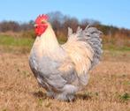 Orpington gezocht