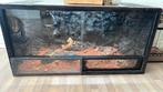 Baardagaam met 2 terrariums, Dieren en Toebehoren, Hagedis, Met terrarium, 3 tot 6 jaar
