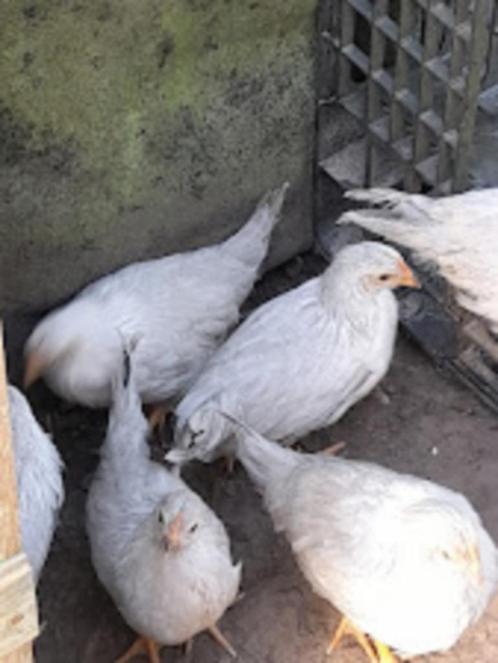 jonge hennetjes  van Leghorn parelgrijs, Dieren en Toebehoren, Pluimvee, Kip, Vrouwelijk