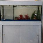 Aquarium full equipe, Animaux & Accessoires, Enlèvement, Utilisé, Aquarium d'eau douce rempli