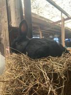 Blauw Van Sint-Niklaas’ x Witte Nieuw-Zeelanders, Dieren en Toebehoren, Konijnen