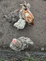 Hanen, Animaux & Accessoires, Volatiles