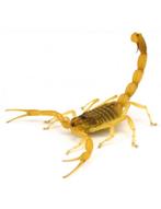 Jeunes Leiurus quinquestriatus