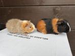 Jonge cavia’s, Dieren en Toebehoren, Cavia, Mannelijk, November, Tam