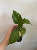 Epipremnum aureum, Enlèvement ou Envoi