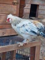 Gratis schatig haantje kraait nog niet, Dieren en Toebehoren