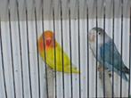 jonge fischeries 2025, Dieren en Toebehoren, Meerdere dieren, Dwergpapegaai of Agapornis