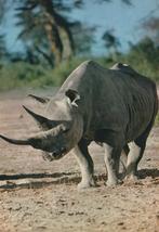 NEUSHOORN, Verzenden, Ongelopen, Wild dier