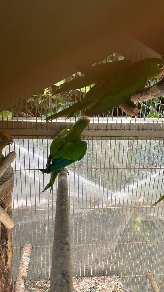 AUSTRALISCHE PARKIETEN VANAF 100 EURO/VOGEL, Dieren en Toebehoren, Vogels | Parkieten en Papegaaien, Papegaai, Meerdere dieren
