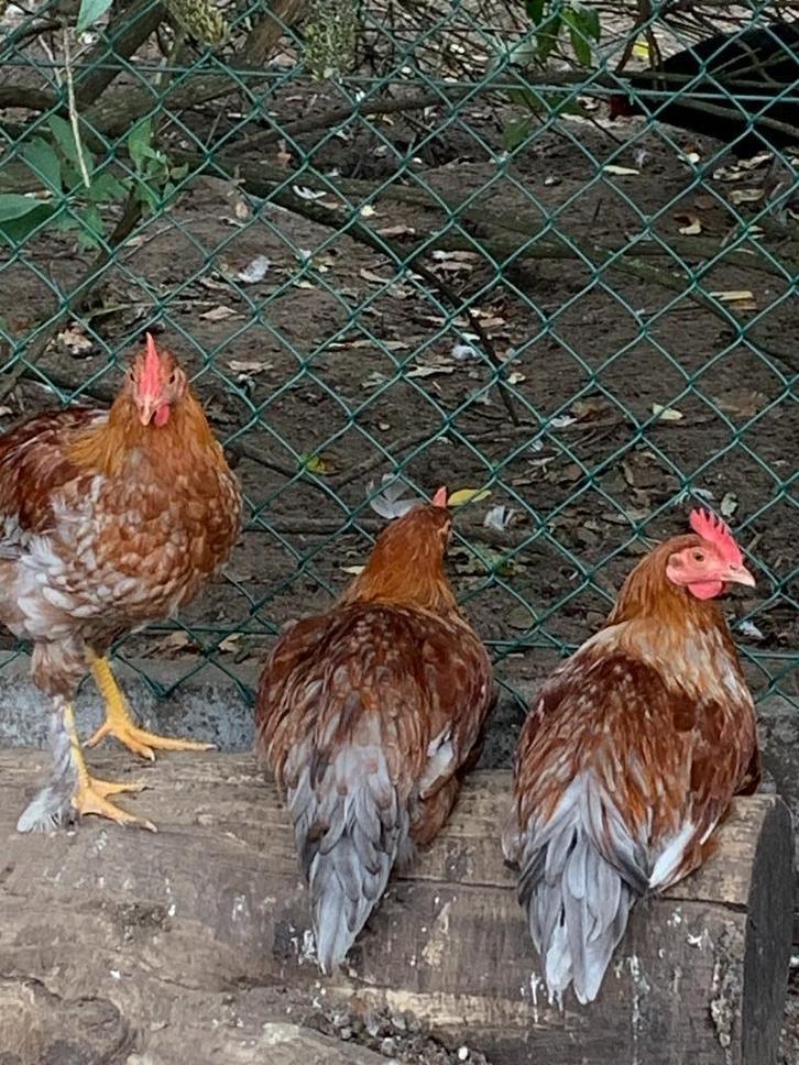 pluimvee, Dieren en Toebehoren, Pluimvee, Kip, Mannelijk