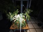 Monstera Thai Constellation, Huis en Inrichting, Ophalen