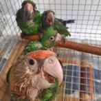 3 jonge tamme Jardine-papegaaien, Dieren en Toebehoren, Geslacht onbekend, Papegaai, Geringd
