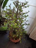 Volwassen Spekboom vetplant Portulacaria afra, Minder dan 100 cm, Volle zon, Ophalen, Groene kamerplant