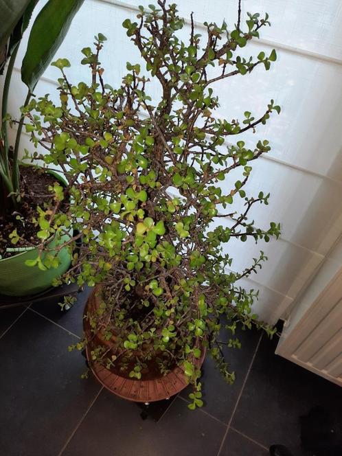 Volwassen Spekboom vetplant Portulacaria afra, Maison & Meubles, Plantes d'intérieur, Plante succulente, Moins de 100 cm, Plante verte