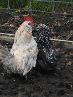 Te koop 2 koppels Ukkelse Baardkriel kippen, Dieren en Toebehoren, Pluimvee, Meerdere dieren, Kip