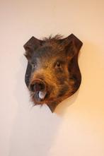 Taxidermie opgezette kleine everzwijn kop, Verzamelen, Ophalen of Verzenden, Gebruikt, Wild dier, Opgezet dier
