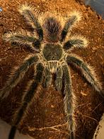 Lasiodora Difficilis volwassenen man van 3/08, Dieren en Toebehoren, Insecten en Spinnen