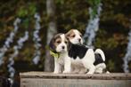 Beagle pups, Belgisch fokker, België, Beagle, CDV (hondenziekte), 8 tot 15 weken