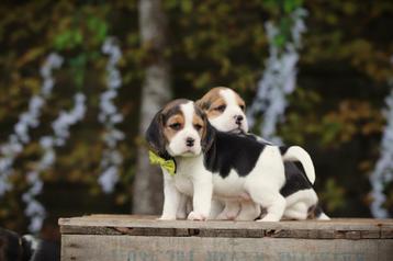 Beagle pups, Belgisch fokker beschikbaar voor biedingen