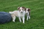 Border collie pups nieuw nestje, België, 8 tot 15 weken, Collie, Meerdere