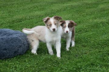 Border collie pups nieuw nestje beschikbaar voor biedingen