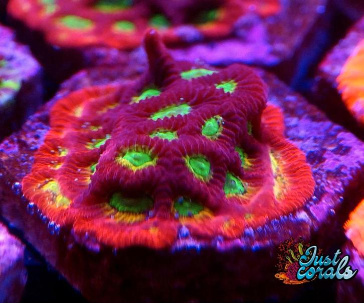 Lemon lime favia koraal zeeaquarium koralen lps recifal, Dieren en Toebehoren, Vissen | Aquariumvissen