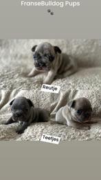 Mooi nestje Franse Bulldog pupjes !!!., Dieren en Toebehoren, Honden | Bulldogs, Pinschers en Molossers, België, Fokker | Hobbymatig