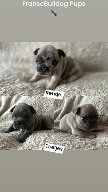 Mooi nestje Franse Bulldog pupjes !!!. beschikbaar voor biedingen