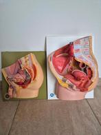 modèle d'anatomie, féminin et masculin, didactique,, Enlèvement ou Envoi