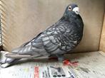 Kleurpostduif Rubella spread doffer