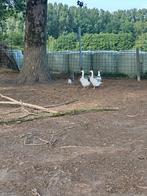 Ganzen, Dieren en Toebehoren, Pluimvee