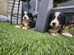 Lieve Berner sennen pups te koop, Dieren en Toebehoren, Honden | Bulldogs, Pinschers en Molossers, CDV (hondenziekte), Meerdere