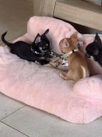 Chihuahua reutje korthaar FCI, Animaux & Accessoires, Chien (mâle), Belgique, 8 à 15 semaines, Éleveur | Loisir