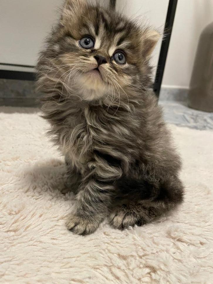 Britse langhaar en korthaar kittens, Dieren en Toebehoren, Katten en Kittens | Raskatten | Langhaar, Meerdere dieren, 0 tot 2 jaar