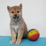 Shiba Inu - Belgisch pups te koop, CDV (hondenziekte), Meerdere, 8 tot 15 weken, Meerdere dieren