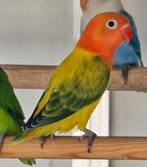 Euwing Opaline/blauw//Dilute Fischeri 2025, Dieren en Toebehoren, Geslacht onbekend, Dwergpapegaai of Agapornis, Geringd