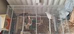 Canaris mal et femelles, Animaux & Accessoires, Femelle