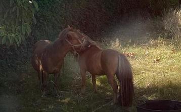 2 Shetland ponies beschikbaar voor biedingen