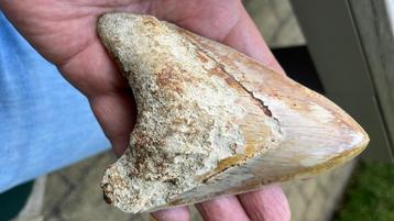 Megalodon haaientand Indonesië 13 cm, Enlèvement ou Envoi, Fossile